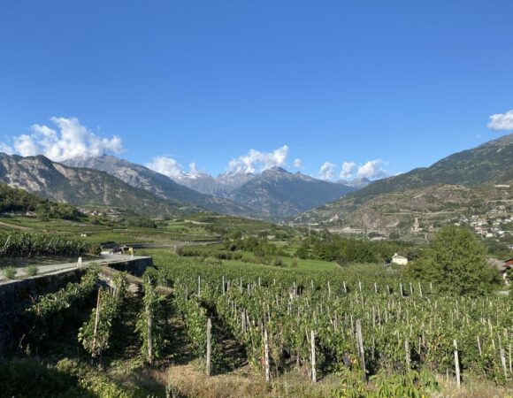 Vigne, meli e antichi rimedi