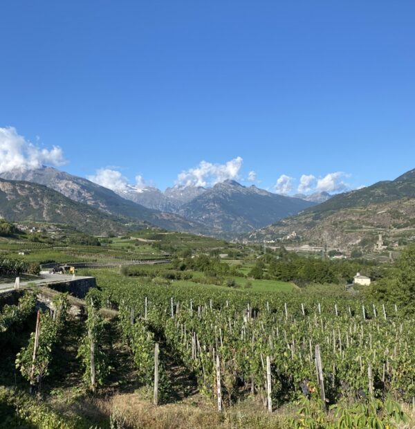 Vigne, meli e antichi rimedi